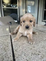 Orange collar male , a male Golden Retriever for sale in Nacogdoches, TX – 3 of 4