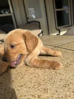 Pink collar female , a female Golden Retriever for sale in Nacogdoches, TX – 5 of 5