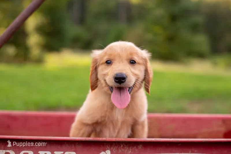 Grey collar male  – Golden Retriever puppy for sale in Nacogdoches, TX