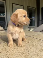 Purple collar female , a female Golden Retriever for sale in Nacogdoches, TX – 5 of 5