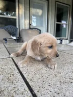 Orange collar male , a male Golden Retriever for sale in Nacogdoches, TX – 2 of 4