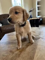 Grey collar male , a male Golden Retriever for sale in Nacogdoches, TX – 3 of 3
