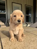 Purple collar female , a female Golden Retriever for sale in Nacogdoches, TX – 2 of 5