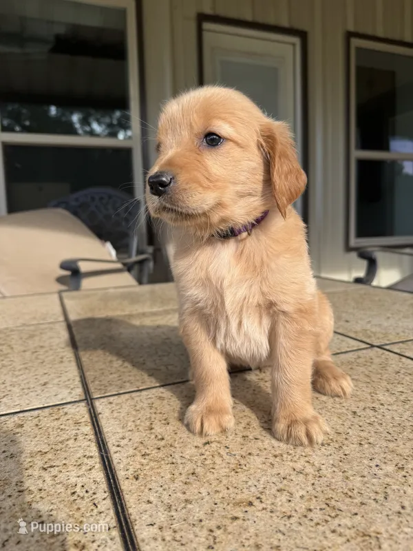 Purple collar female  – Golden Retriever puppy on hold in Nacogdoches, TX