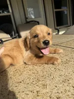 Pink collar female , a female Golden Retriever for sale in Nacogdoches, TX – 4 of 5