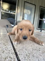 Neon collar male , a male Golden Retriever for sale in Nacogdoches, TX – 2 of 3