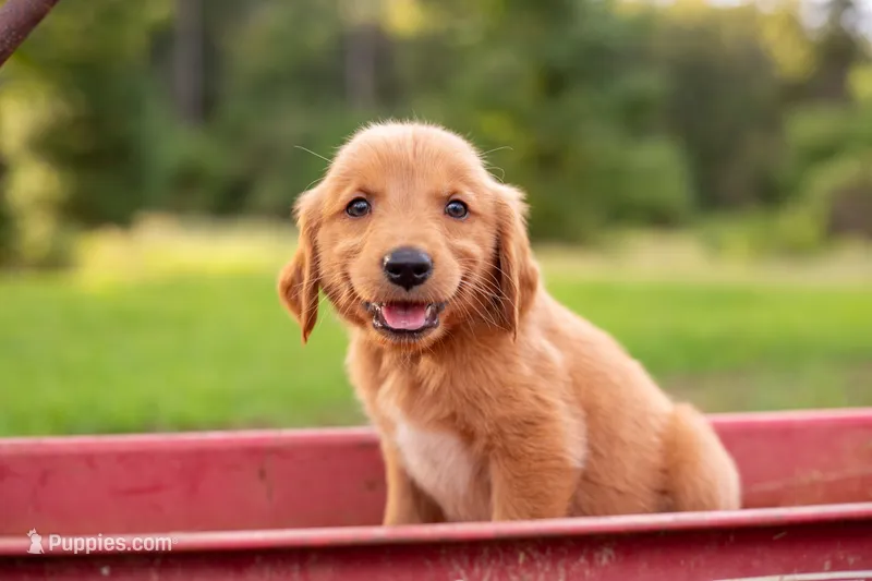 Yellow collar male  – Golden Retriever puppy for sale in Nacogdoches, TX
