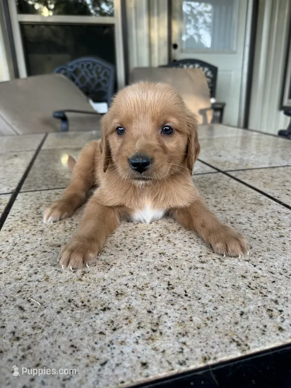 Yellow collar male  – Golden Retriever puppy for sale in Nacogdoches, TX