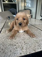 Yellow collar male , a male Golden Retriever for sale in Nacogdoches, TX – 1 of 3
