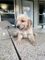 Orange collar male , a male Golden Retriever for sale in Nacogdoches, TX – 1 of 4