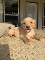 Pink collar female , a female Golden Retriever for sale in Nacogdoches, TX – 3 of 5