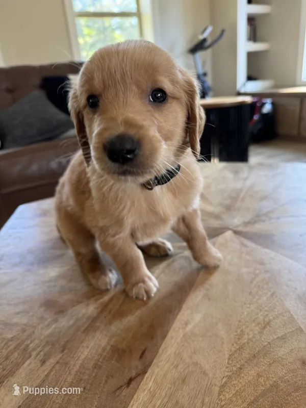 Grey collar male  – Golden Retriever puppy for sale in Nacogdoches, TX