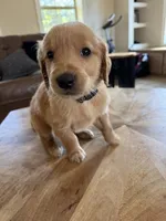Grey collar male , a male Golden Retriever for sale in Nacogdoches, TX – 1 of 3
