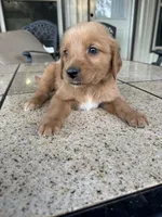 Yellow collar male , a male Golden Retriever for sale in Nacogdoches, TX – 2 of 3