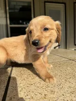Pink collar female , a female Golden Retriever for sale in Nacogdoches, TX – 2 of 5