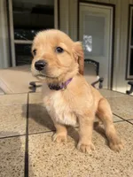 Purple collar female , a female Golden Retriever for sale in Nacogdoches, TX – 3 of 5