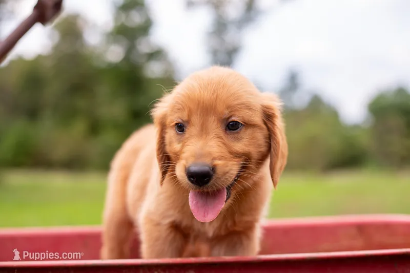 Neon collar male  – Golden Retriever puppy for sale in Nacogdoches, TX