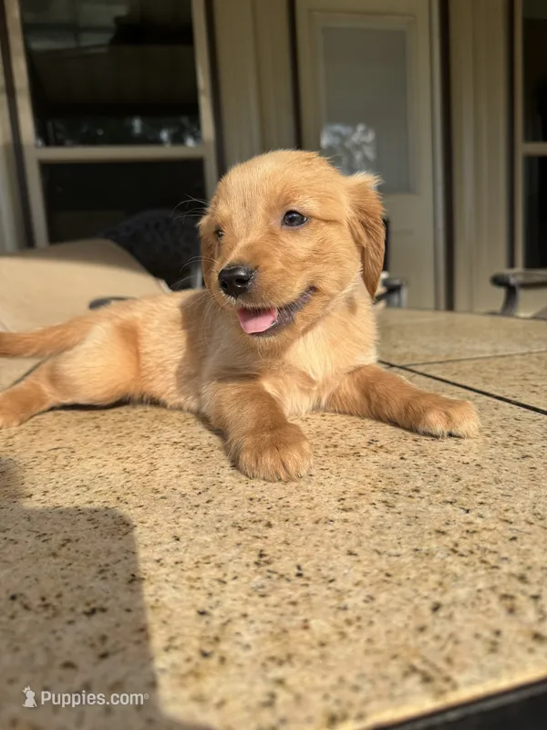 Pink collar female  – Golden Retriever puppy on hold in Nacogdoches, TX