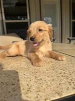 Pink collar female , a female Golden Retriever for sale in Nacogdoches, TX – 1 of 5
