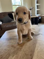 Grey collar male , a male Golden Retriever for sale in Nacogdoches, TX – 2 of 3