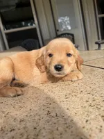 Purple collar female , a female Golden Retriever for sale in Nacogdoches, TX – 4 of 5