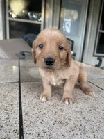 Neon collar male , a male Golden Retriever for sale in Nacogdoches, TX – 1 of 3