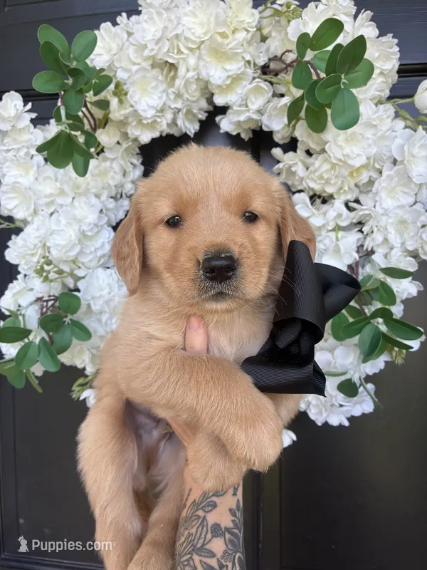 AKC BLACK BOY – Golden Retriever, English Cream Golden Retriever puppy for sale in Irmo, SC