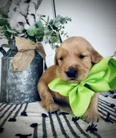 AKC GREEN BOY, a male Golden Retriever and English Cream Golden Retriever for sale in Irmo, SC – 5 of 5