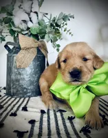AKC GREEN BOY, a male Golden Retriever and English Cream Golden Retriever for sale in Irmo, SC – 4 of 5