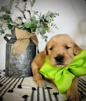 AKC GREEN BOY, a male Golden Retriever and English Cream Golden Retriever for sale in Irmo, SC – 1 of 5