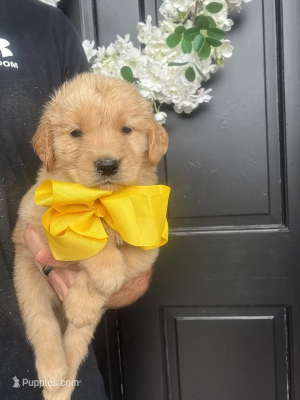 AKC YELLOW BOY – Golden Retriever, English Cream Golden Retriever puppy for sale in Irmo, SC