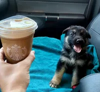 Purple girl, a female German Shepherd Dog for sale in Columbia, SC – 3 of 5