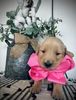 AKC PINK GIRL, a female Golden Retriever and English Cream Golden Retriever for sale in Irmo, SC – 2 of 6