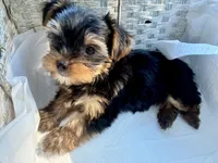 CKC teacup boy , a male Yorkshire Terrier for sale in Columbia, SC – 3 of 9