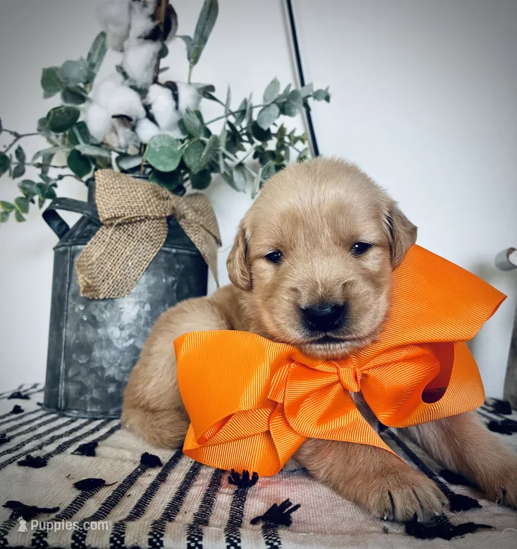 AKC ORANGE BOY – Golden Retriever, English Cream Golden Retriever puppy for sale in Irmo, SC