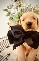 AKC BLACK BOY, a male Golden Retriever and English Cream Golden Retriever for sale in Irmo, SC – 4 of 4