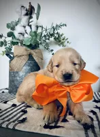 AKC ORANGE BOY, a male Golden Retriever and English Cream Golden Retriever for sale in Irmo, SC – 3 of 3