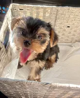 CKC teacup boy , a male Yorkshire Terrier for sale in Columbia, SC – 4 of 9
