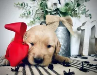 AKC RED GIRL, a female Golden Retriever and English Cream Golden Retriever for sale in Irmo, SC – 6 of 6