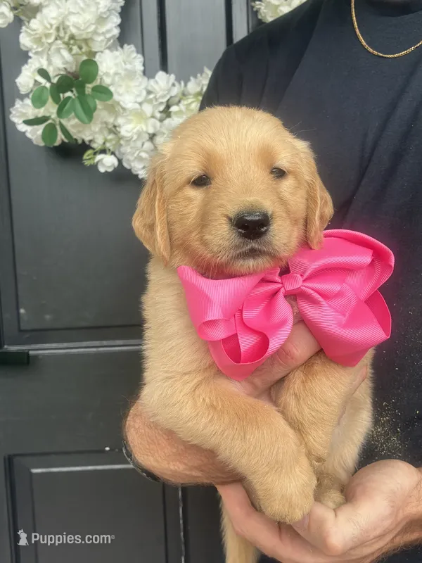 AKC PINK GIRL – Golden Retriever, English Cream Golden Retriever puppy for sale in Irmo, SC