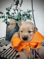 AKC ORANGE BOY, a male Golden Retriever and English Cream Golden Retriever for sale in Irmo, SC – 2 of 3