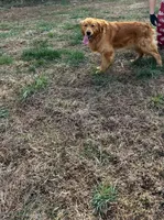 Henry , a male Golden Retriever and English Cream Golden Retriever for sale in Irmo, SC – 4 of 5