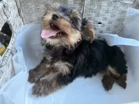 CKC teacup boy , a male Yorkshire Terrier for sale in Columbia, SC – 2 of 9