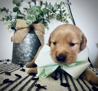 AKC MINT BOY, a male Golden Retriever and English Cream Golden Retriever for sale in Irmo, SC – 6 of 6