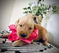 AKC PINK GIRL, a female Golden Retriever and English Cream Golden Retriever for sale in Irmo, SC – 3 of 6