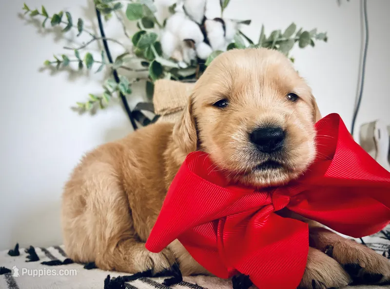 AKC RED GIRL – Golden Retriever, English Cream Golden Retriever puppy for sale in Irmo, SC