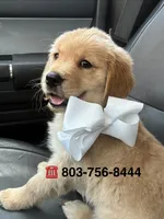 AKC white bow boy, a male Golden Retriever and English Cream Golden Retriever for sale in Columbia, SC – 3 of 3