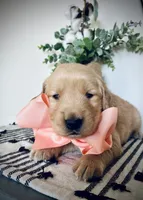 AKC PEACH BOY, a male Golden Retriever and English Cream Golden Retriever for sale in Irmo, SC – 2 of 3