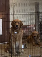 Henry , a male Golden Retriever and English Cream Golden Retriever for sale in Irmo, SC – 3 of 5
