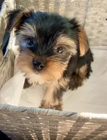 CKC teacup boy , a male Yorkshire Terrier for sale in Columbia, SC – 5 of 9